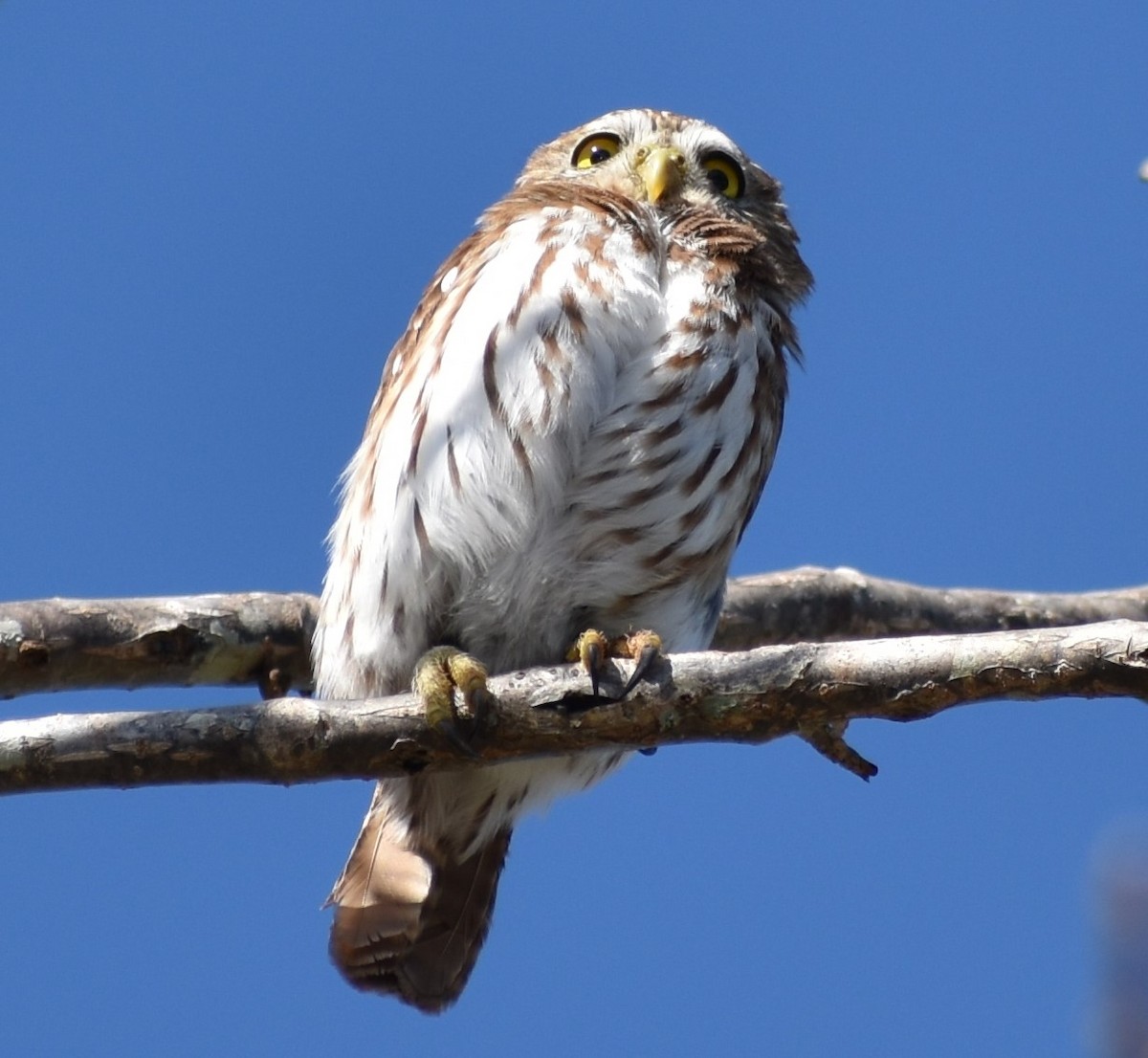 Ferruginous Pygmy-Owl - ML163370721