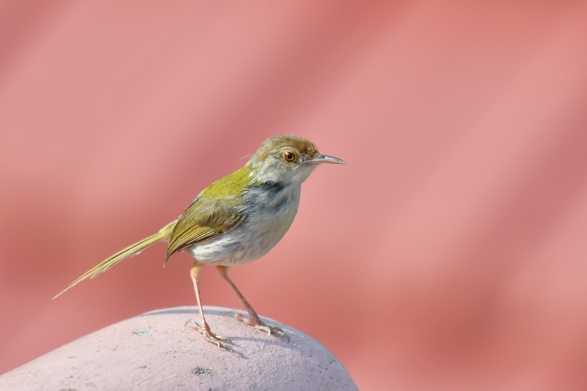 Common Tailorbird - ML163370801