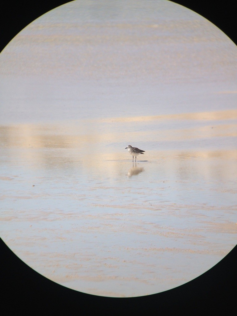 Black-bellied Plover - ML163370831