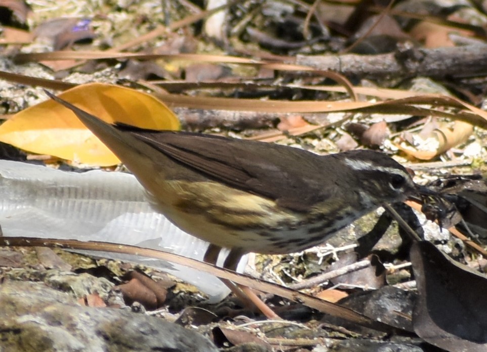 Louisiana Waterthrush - ML163371081