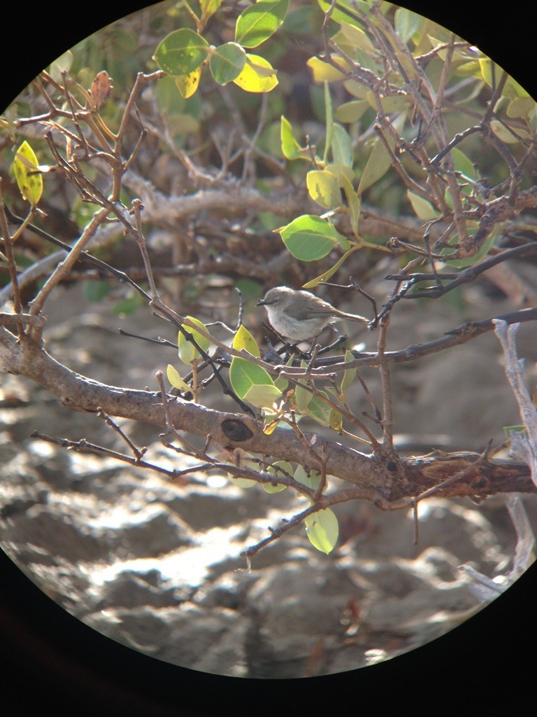 Dusky Gerygone - ML163371401