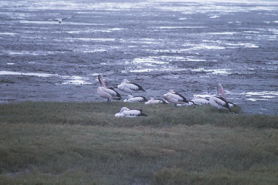 Australian Pelican - ML163371761