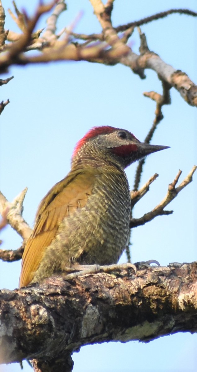 Golden-olive Woodpecker - ML163372631