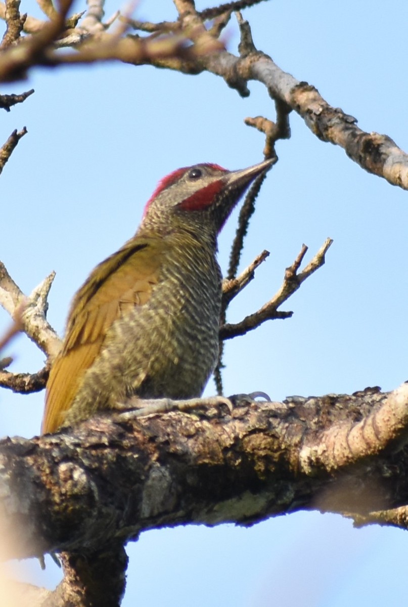Golden-olive Woodpecker - ML163372661
