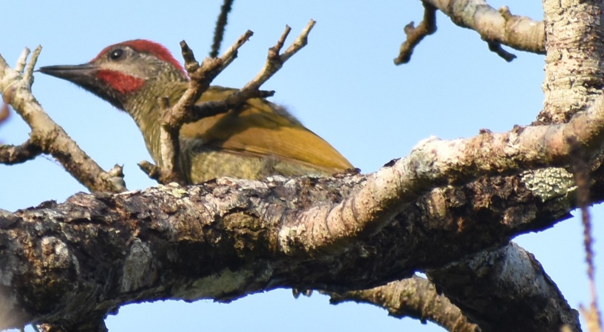 Golden-olive Woodpecker - ML163372671