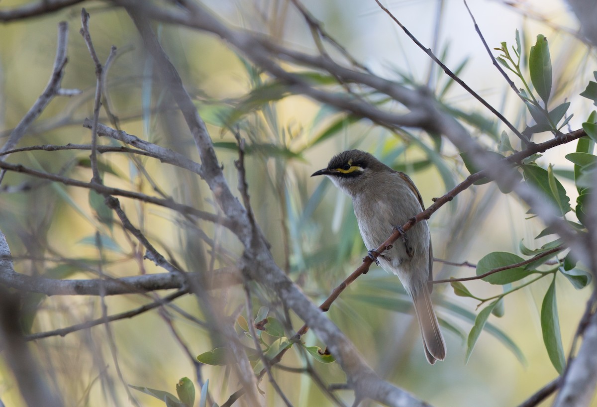 Yellow-faced Honeyeater - ML163372851