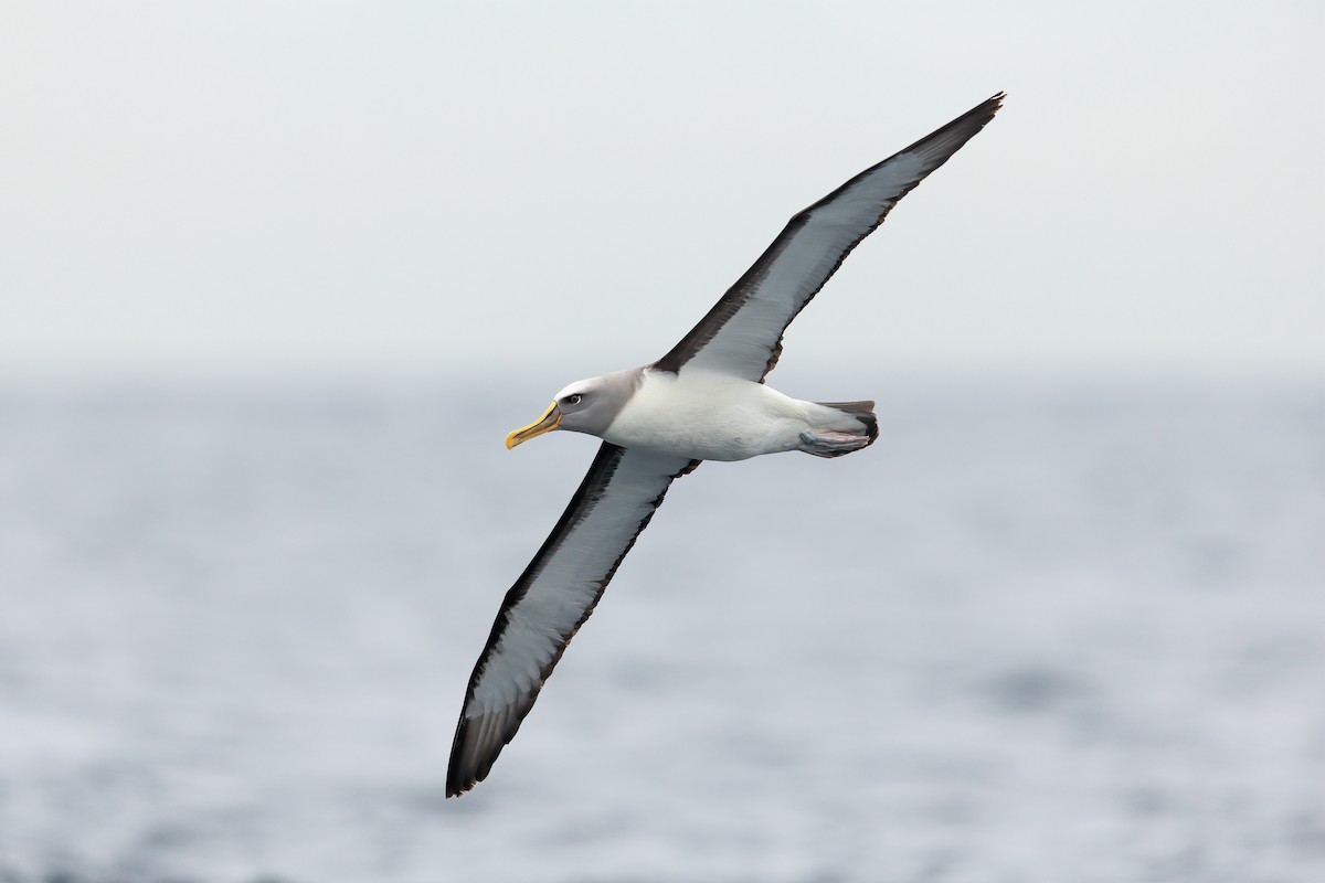 Buller's Albatross - JJ Harrison