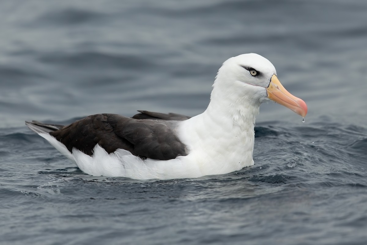 Albatros à sourcils noirs (impavida) - ML163372941