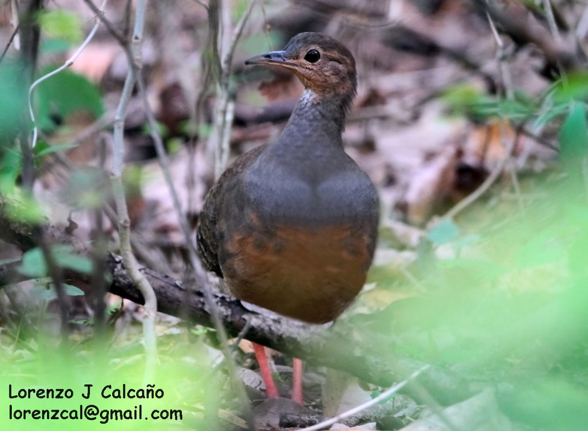 Red-legged Tinamou - Lorenzo Calcaño
