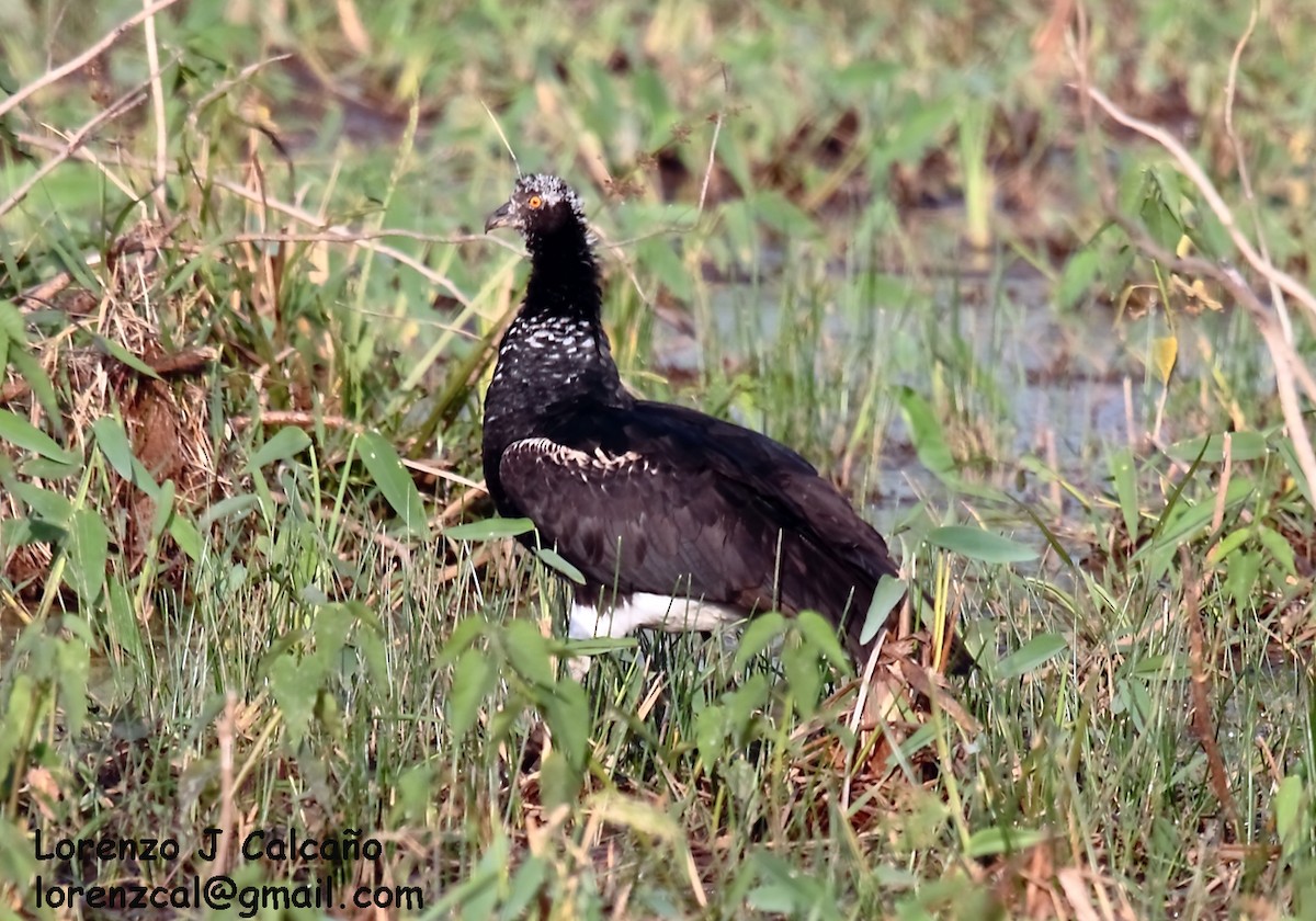 Horned Screamer - ML163373071