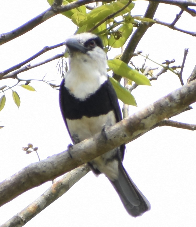 White-necked Puffbird - ML163373121