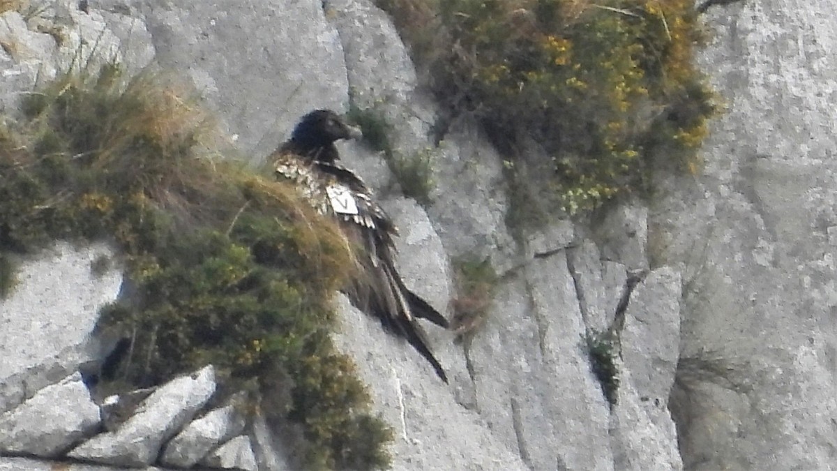 Bearded Vulture - ML163373131