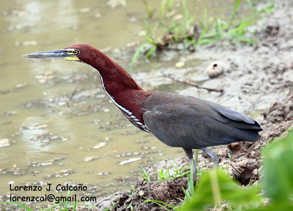 Rufescent Tiger-Heron - ML163373431