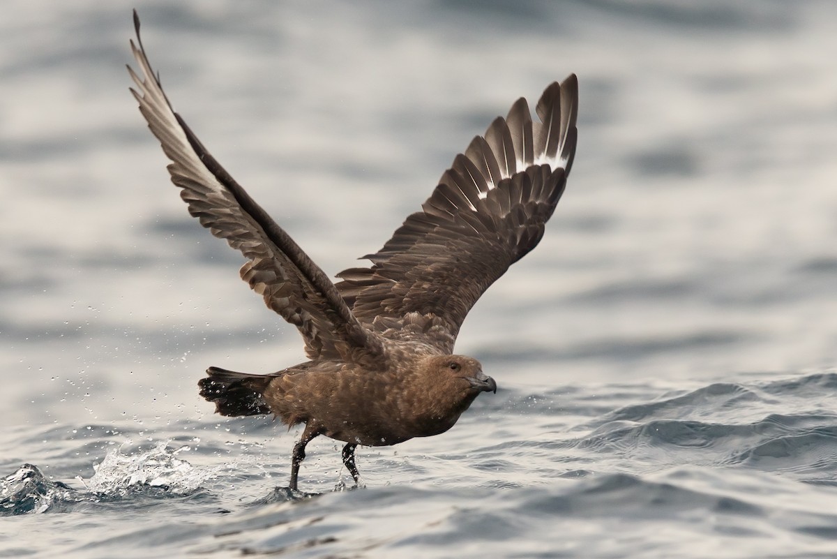 Brown Skua - ML163373561