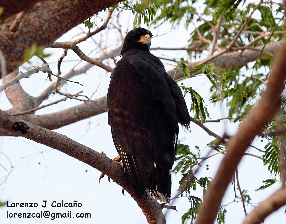 Great Black Hawk - ML163374701