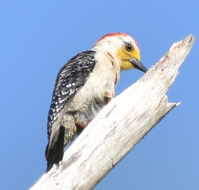 Yucatan Woodpecker - ML163375001