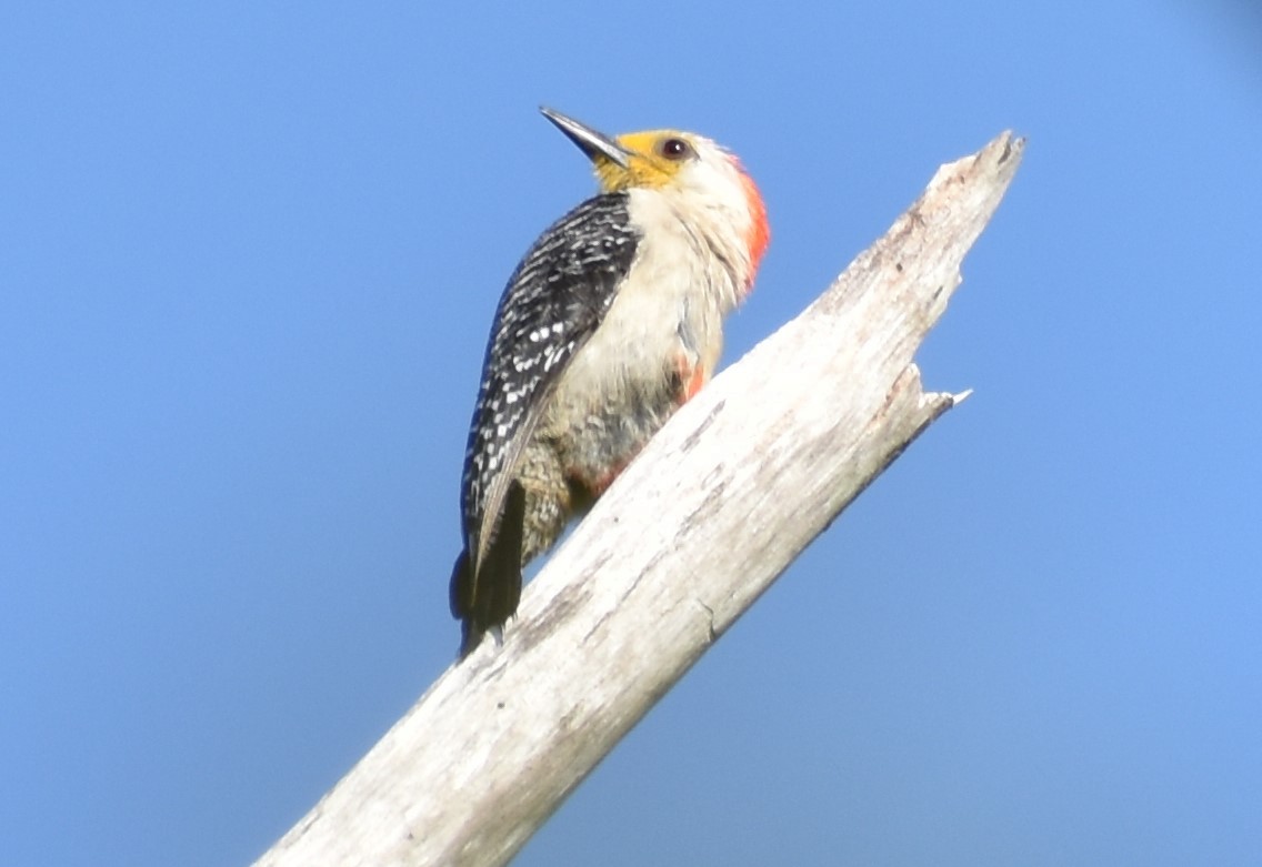 Yucatan Woodpecker - ML163375011