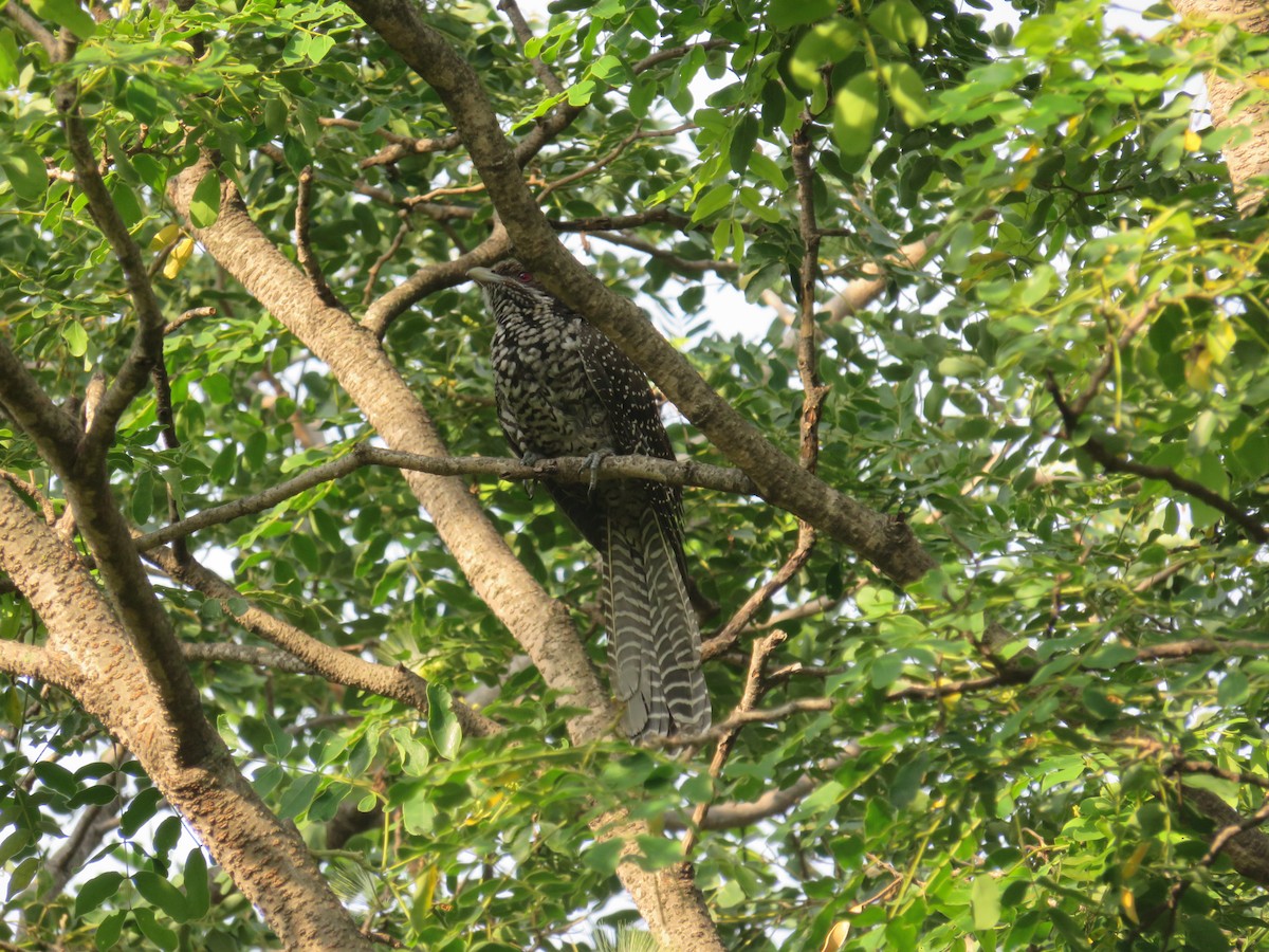 Asian Koel - ML163377541