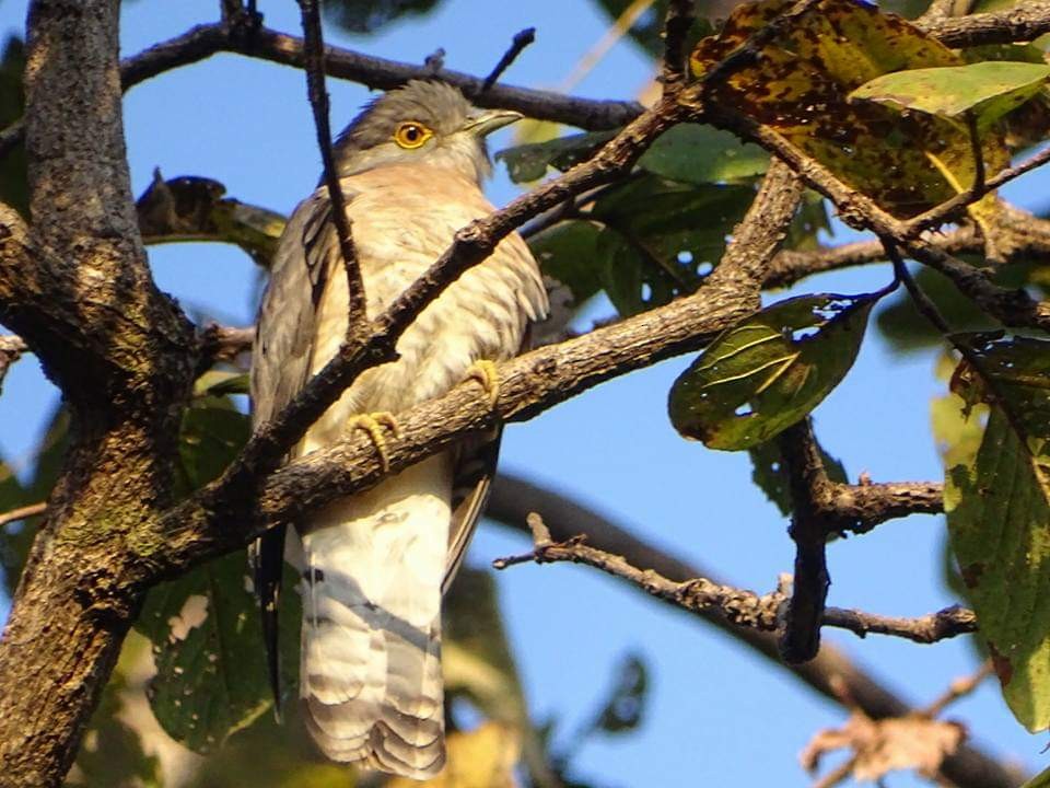 Common Hawk-Cuckoo - ML163377561