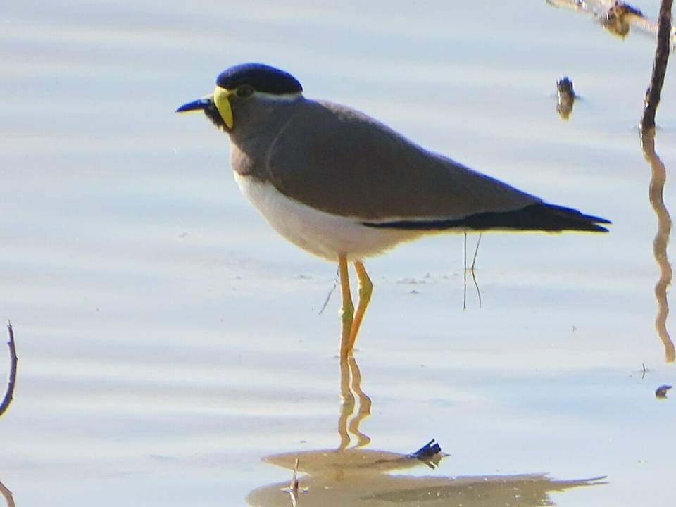 Yellow-wattled Lapwing - ML163377571