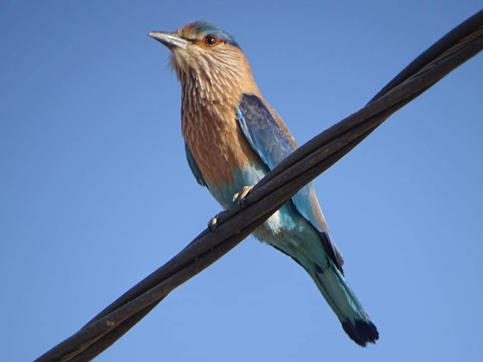 Indian Roller - ML163377861