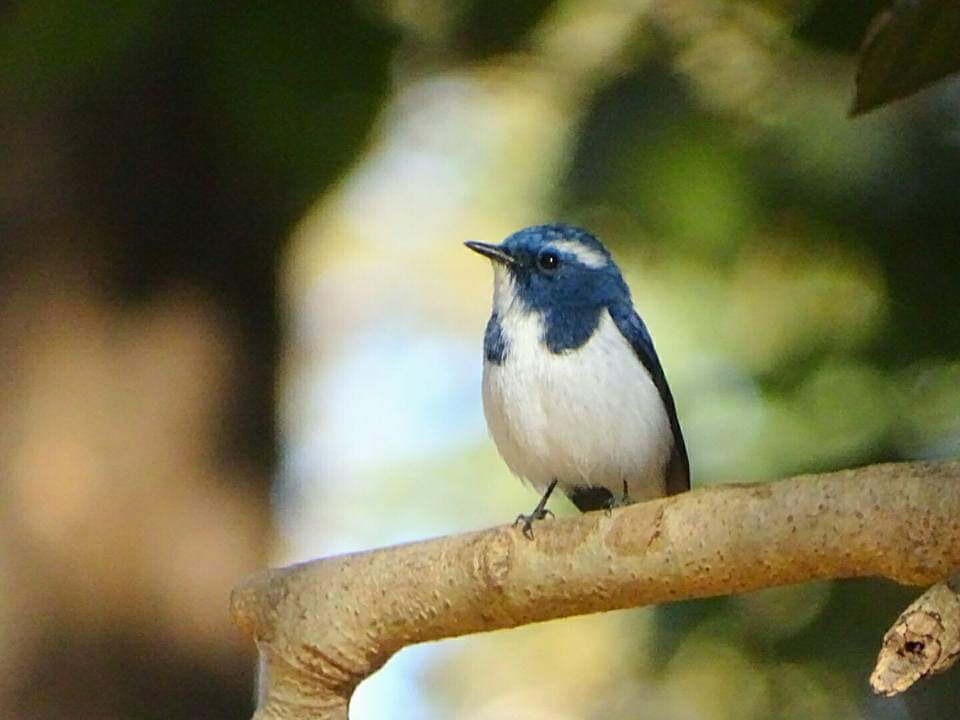 Ultramarine Flycatcher - ML163378021