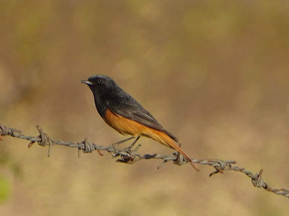 Black Redstart - ML163378131