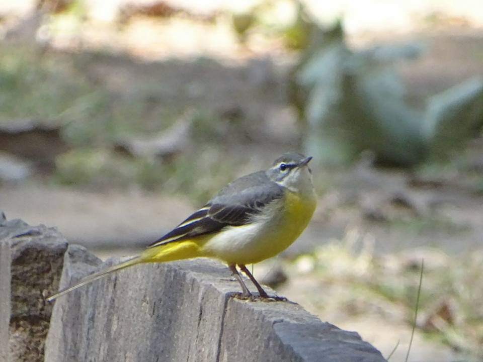 Gray Wagtail - ML163378221