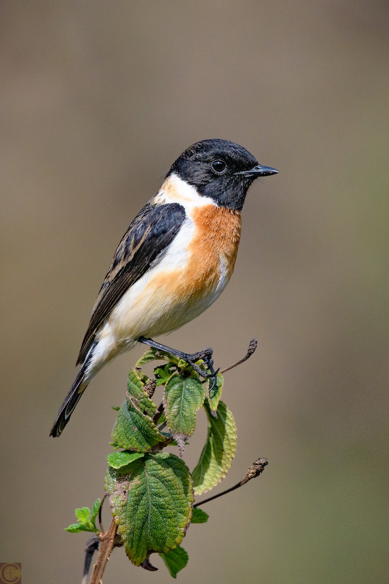 Siberian Stonechat - ML163378451