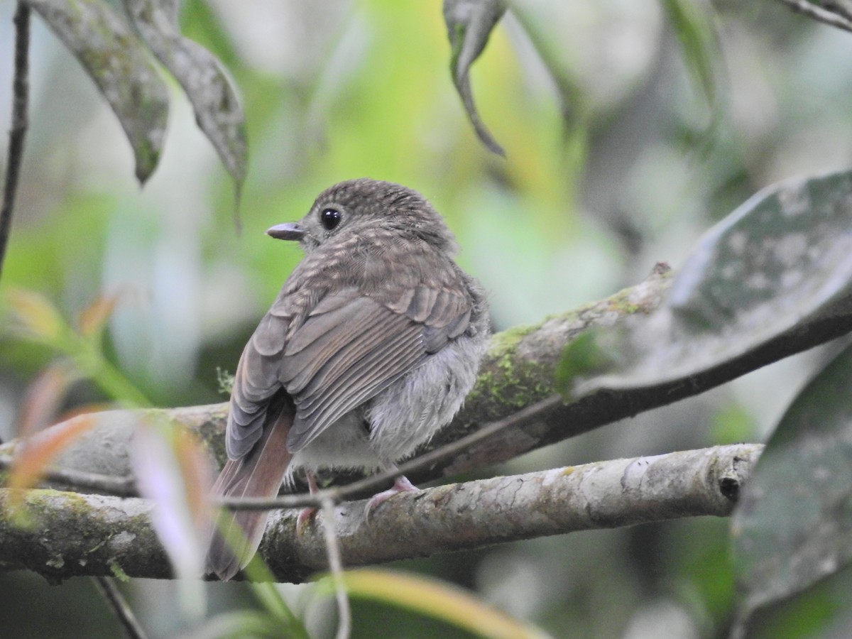 Fulvous-chested Jungle Flycatcher - ML163378821