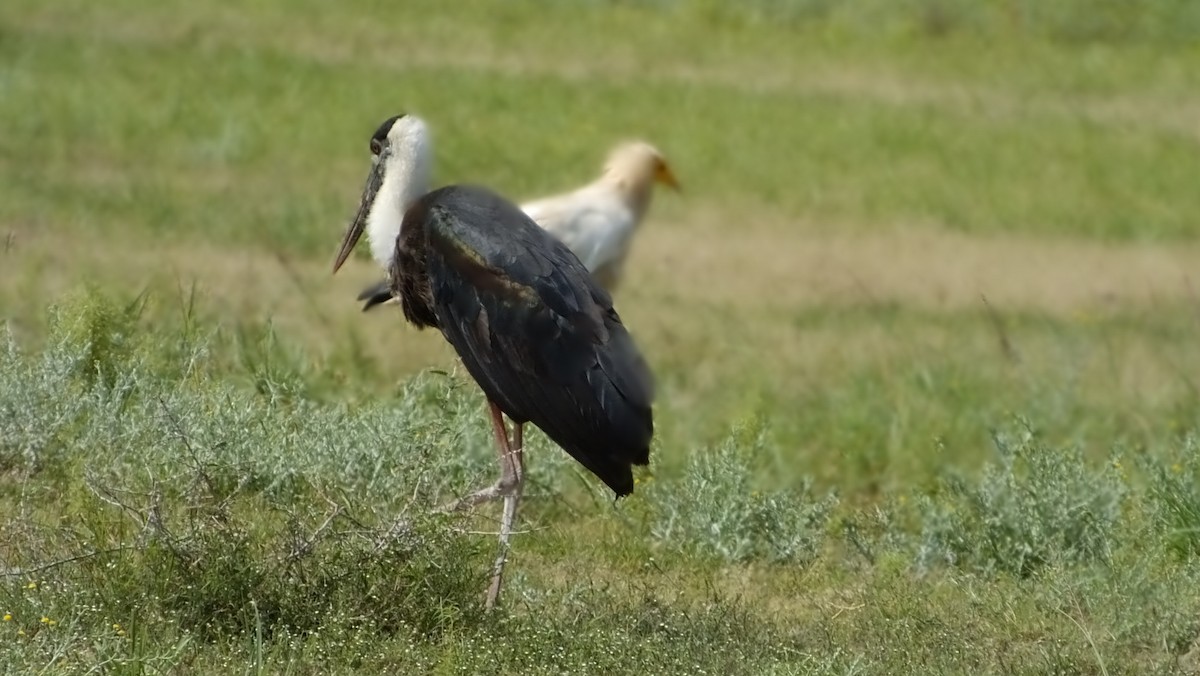 Asian Woolly-necked Stork - ML163379231
