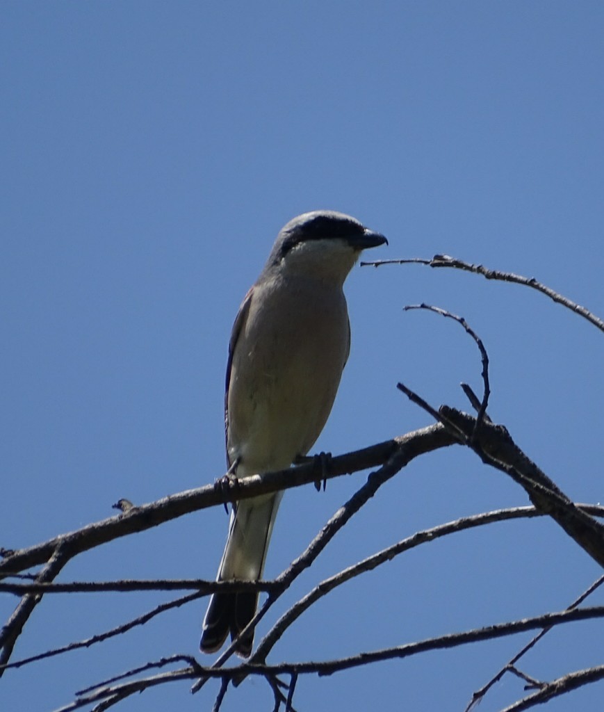 Red-backed Shrike - Isabel Sánchez Ortiz