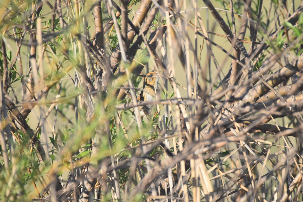 Nelson's Sparrow - ML163380701