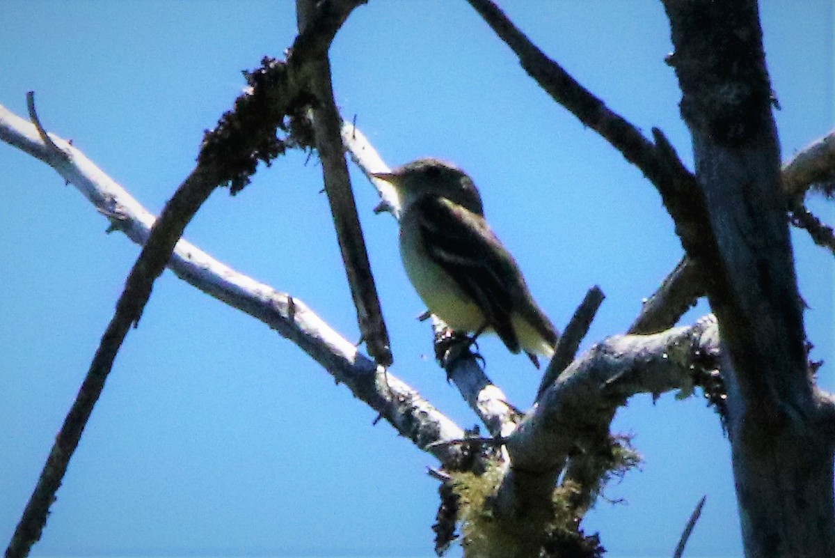 Yellow-bellied Flycatcher - Jim de Waal Malefyt