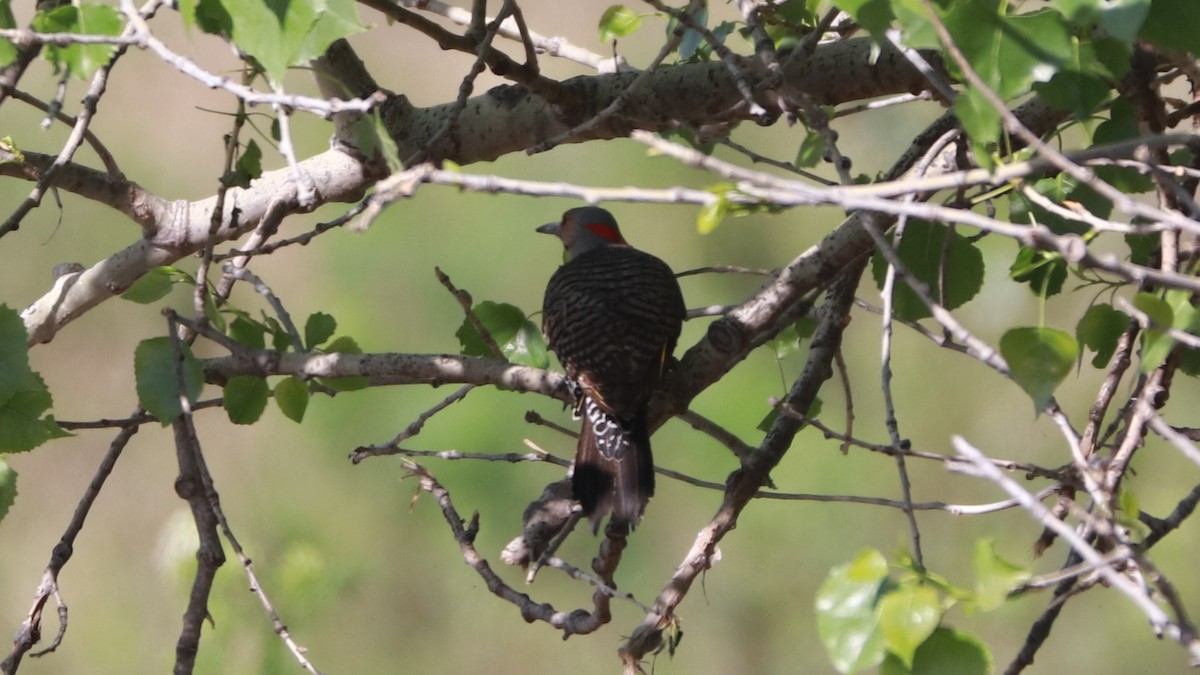 Northern Flicker (Yellow-shafted) - ML163382481