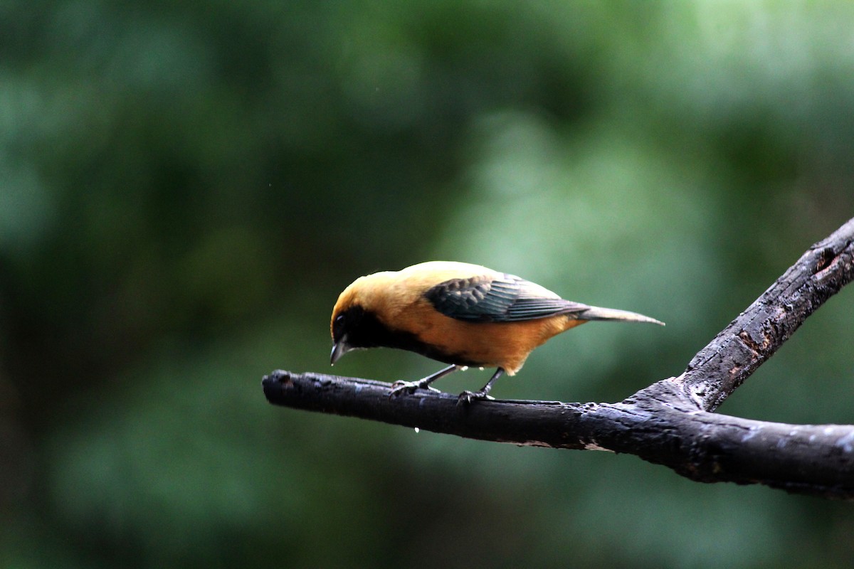 Burnished-buff Tanager - ML163382731
