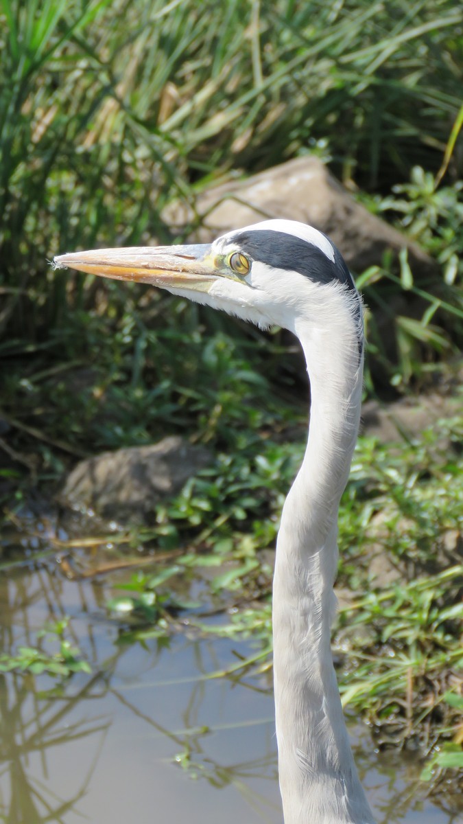 Gray Heron - Shane Dollman