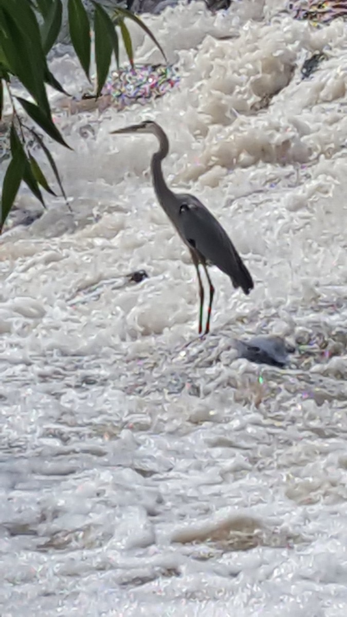 Great Blue Heron - ML163383371