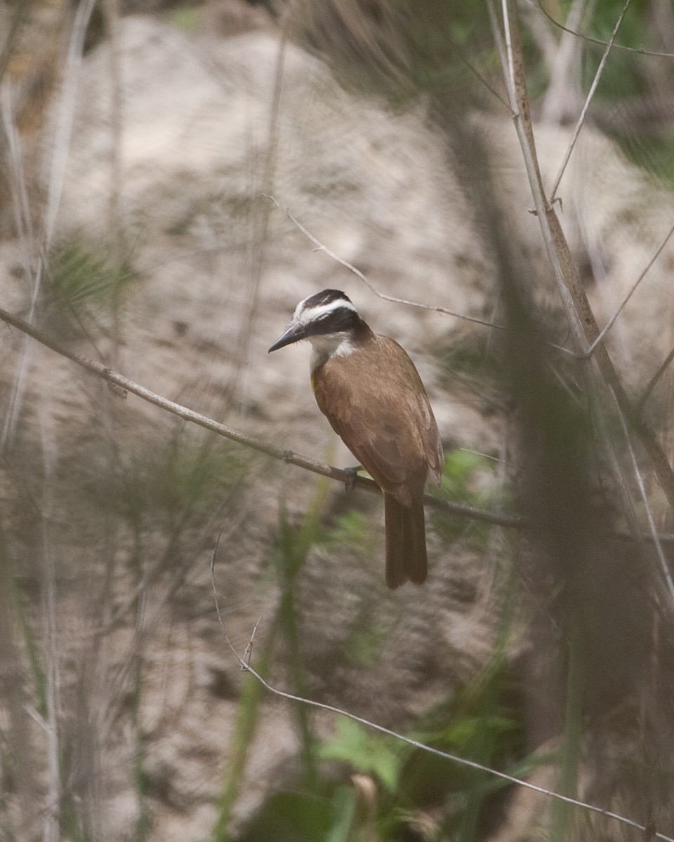 Great Kiskadee - ML163383851