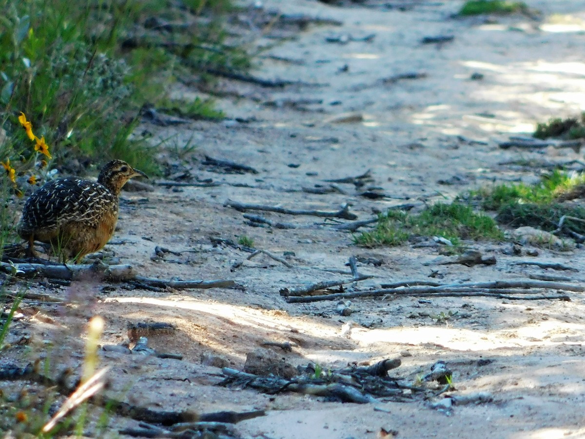 Andean Tinamou - ML163384931