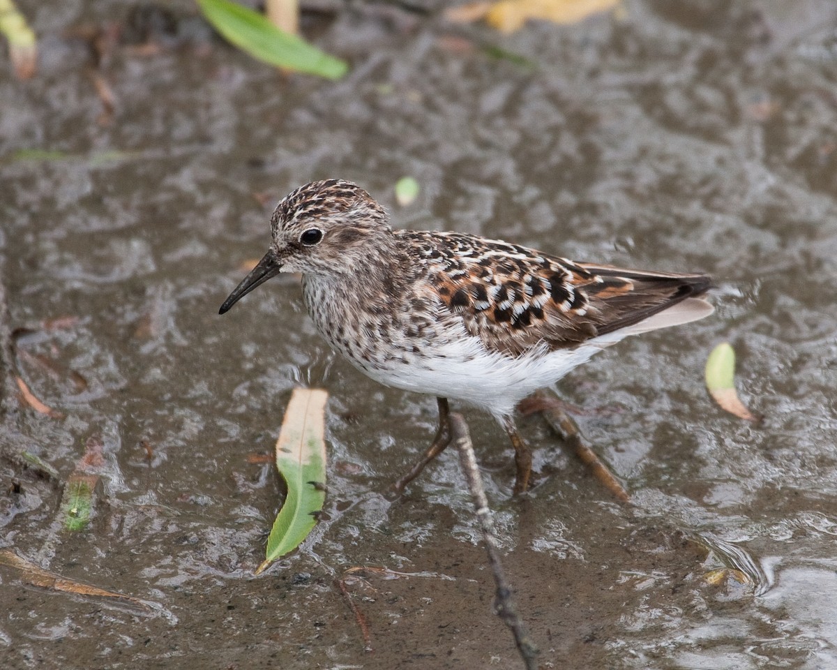 Least Sandpiper - Todd Dixon