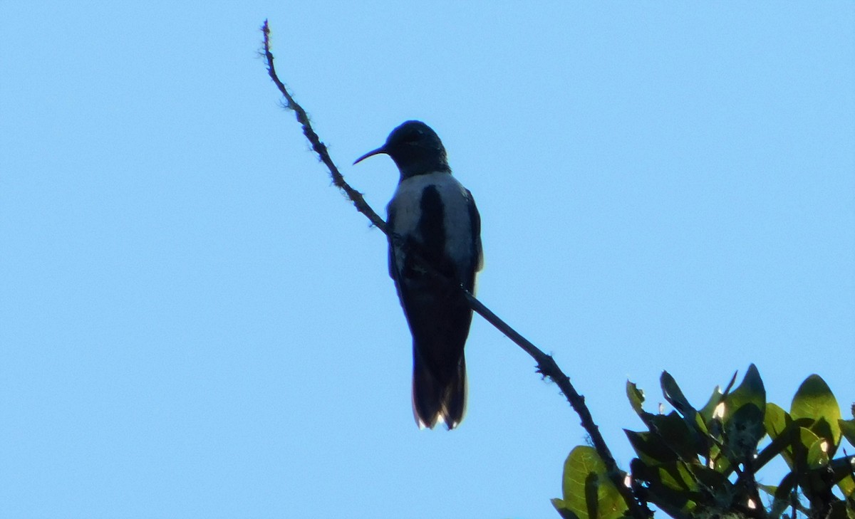 Colibrí de Cabeza Verde - ML163385101