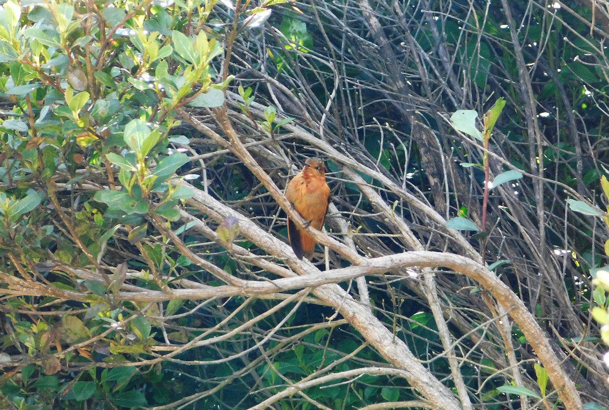 Colibri étincelant - ML163385321