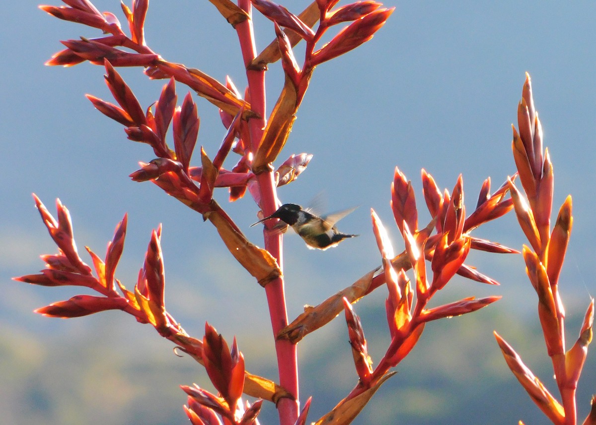 White-bellied Woodstar - ML163385451