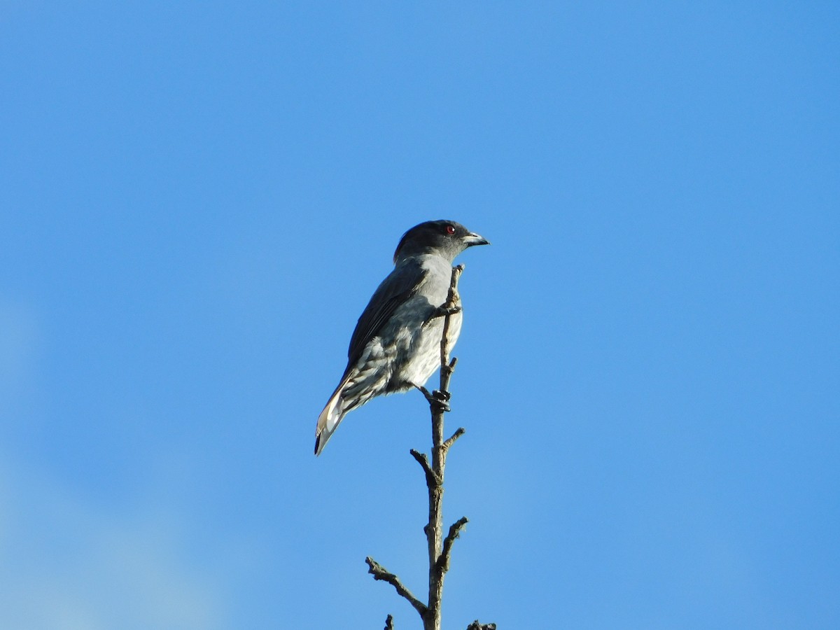 Cotinga Crestirrojo - ML163385611