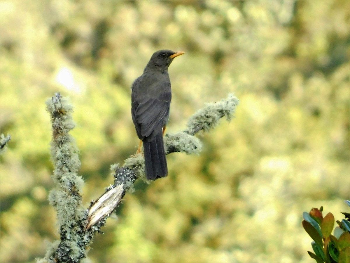 Great Thrush - ML163385901