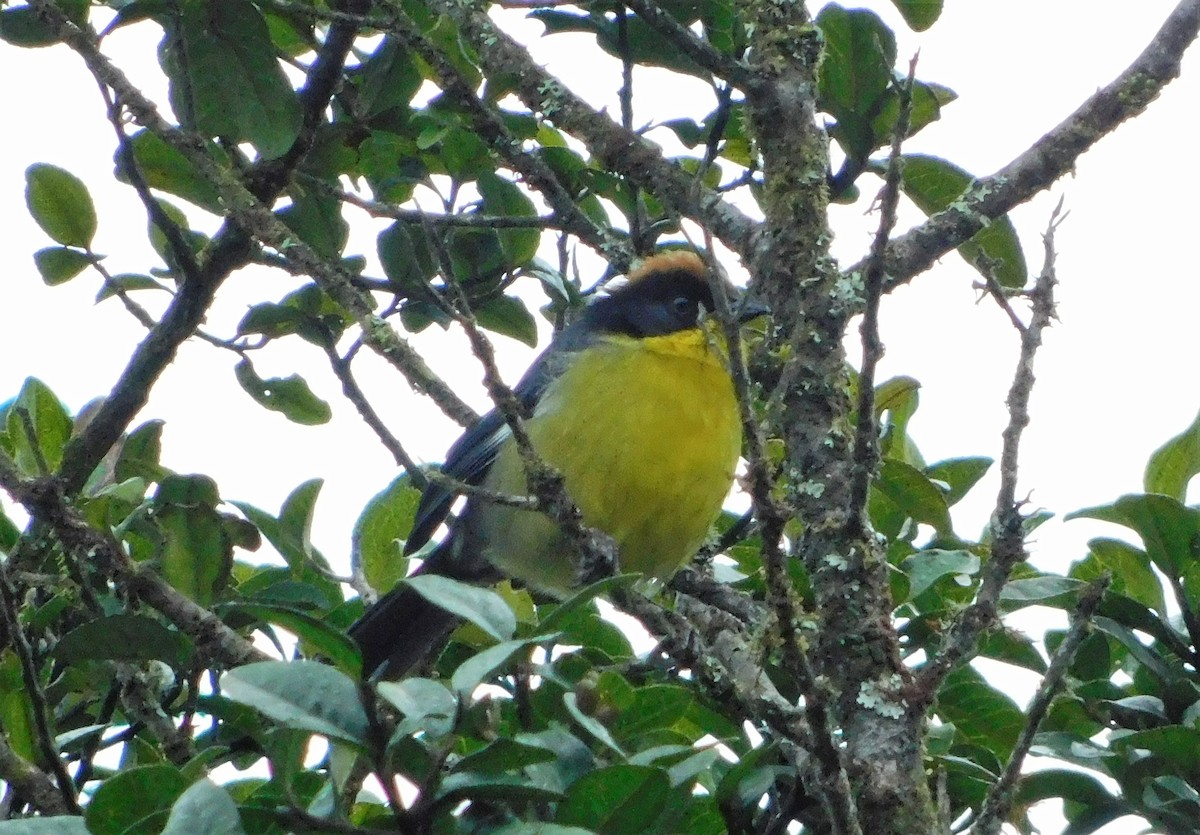 Yellow-breasted Brushfinch - ML163386111