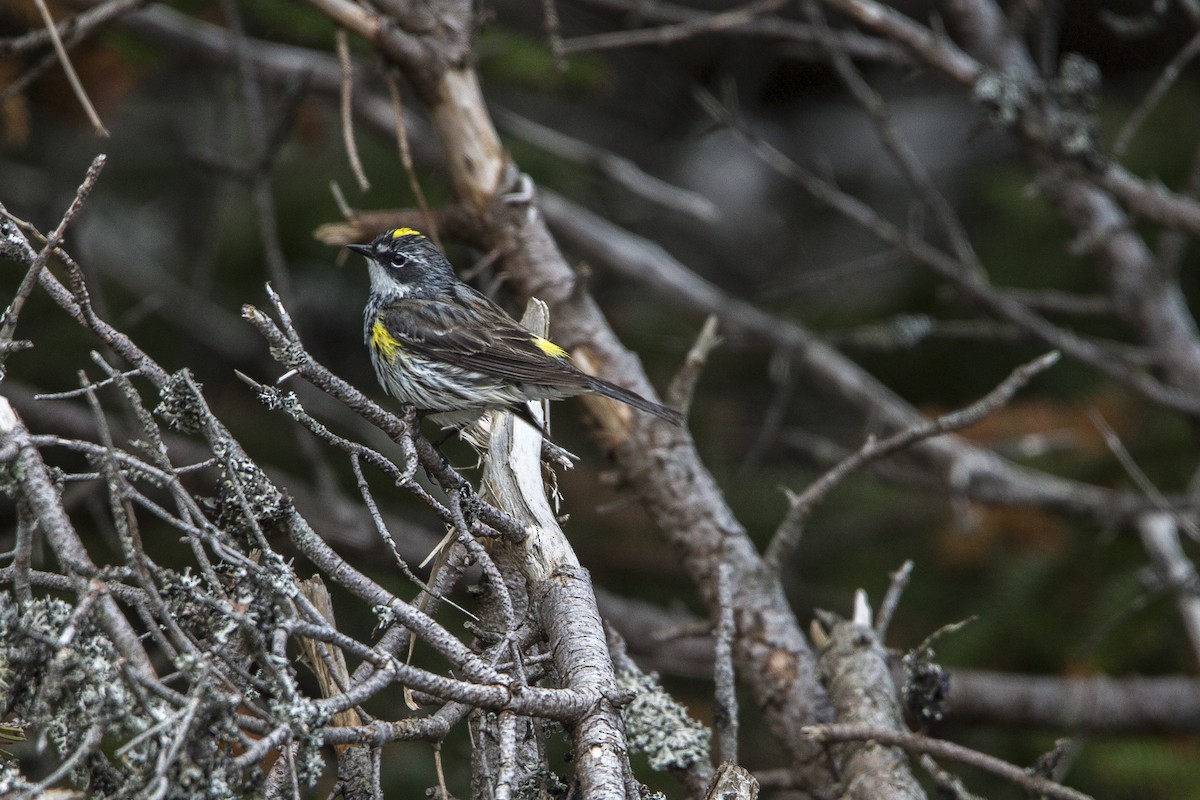 Yellow-rumped Warbler (Myrtle) - ML163386851