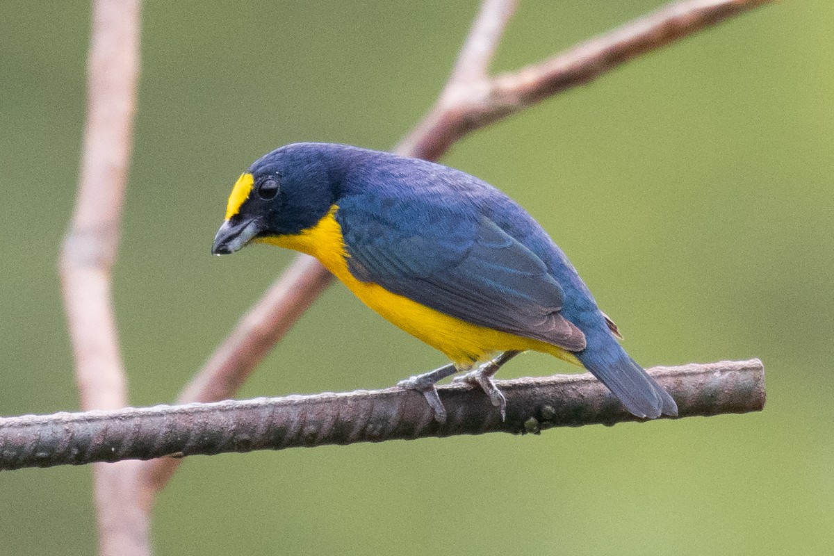 Yellow-throated Euphonia - ML163387121