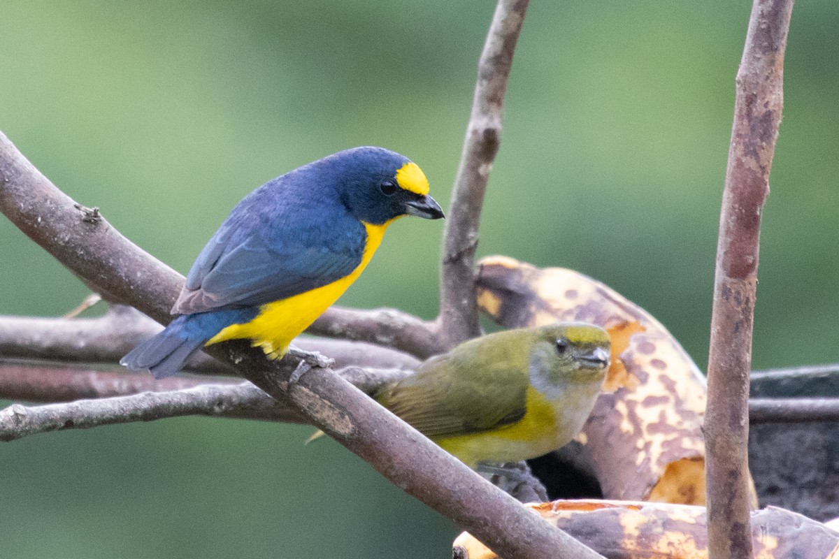 Yellow-throated Euphonia - Craig Faulhaber